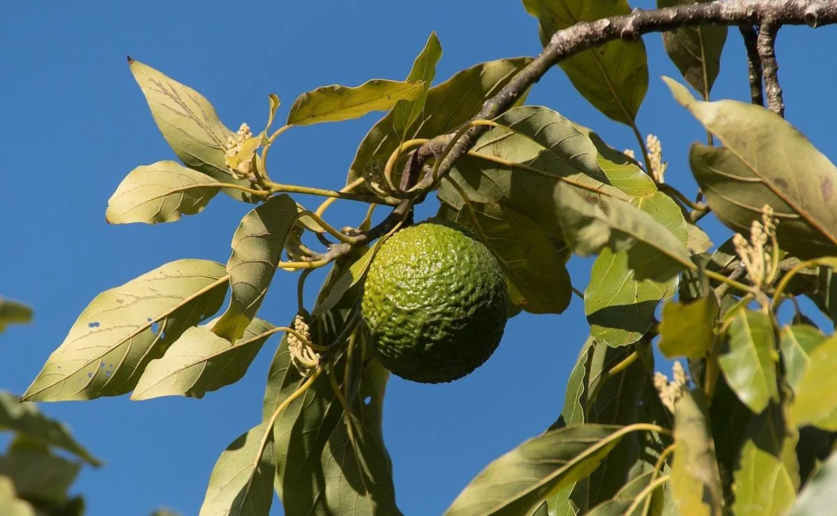 Propiedades de la hoja de aguacate